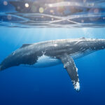Où nager avec les baleines ? Top destinations 2026