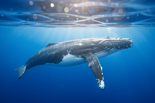 Où nager avec les baleines ? Top destinations 2026