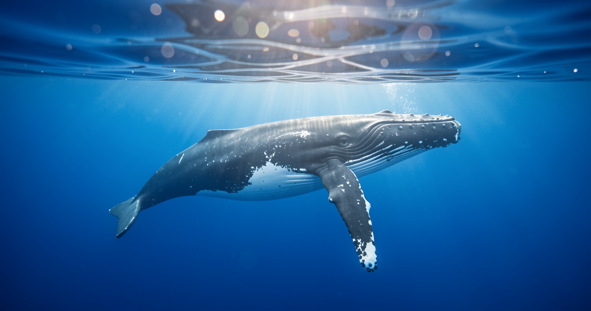 Où nager avec les baleines ? Top destinations 2026