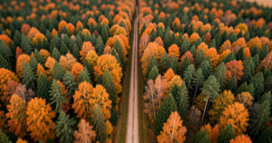 Forêts près de chez toi : 5 destinations à moins de 4h de route